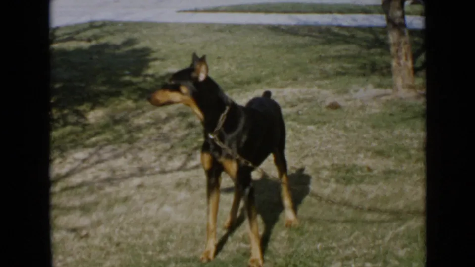 1949 San Diego home-movie frame showing a black and tan leashed dog standing alert in a sunny yard.