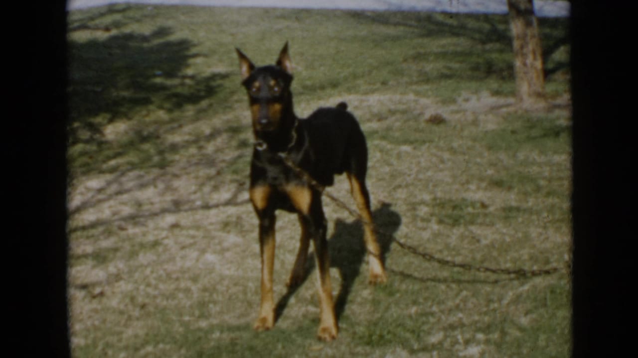 1949 San Diego home-movie frame of a leashed black and tan dog facing the camera in a sunlit yard.