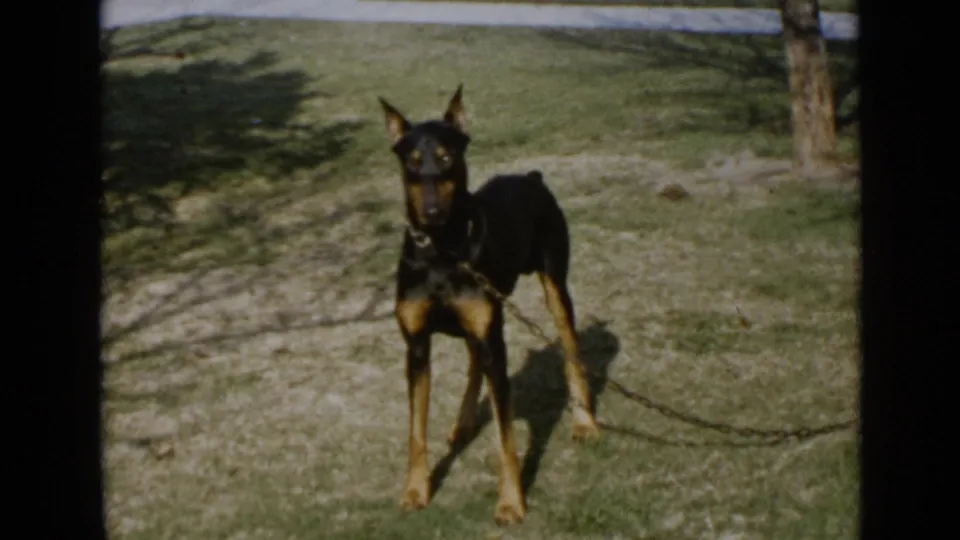 1949 San Diego home-movie frame showing a black and tan dog standing alert on a lawn with a chain collar and leash.