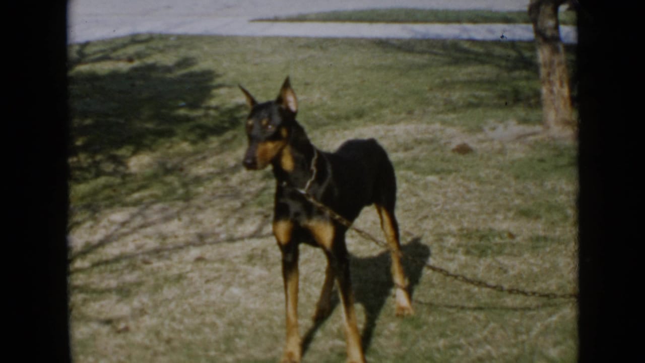 1949 San Diego home-movie frame showing a black and tan Doberman on a chain leash standing alert on a grassy lawn.