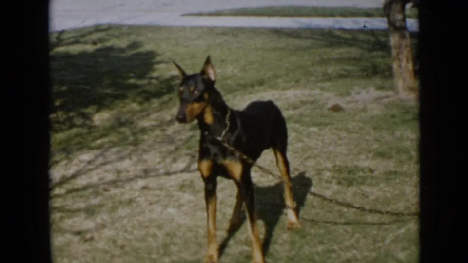1949 San Diego home-movie frame showing a black and tan Doberman on a chain leash standing alert on a grassy lawn.