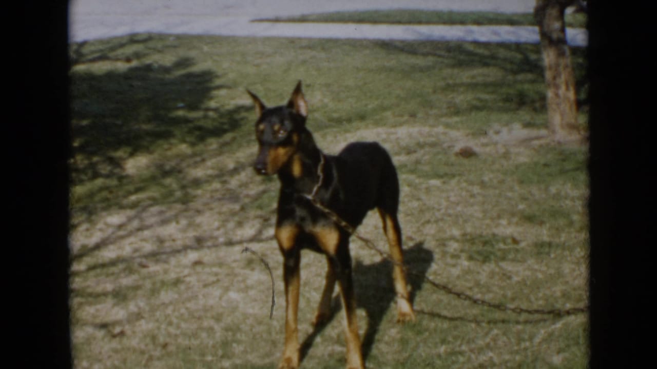 Doberman on a leash standing in grass with tree shadows across the lawn.