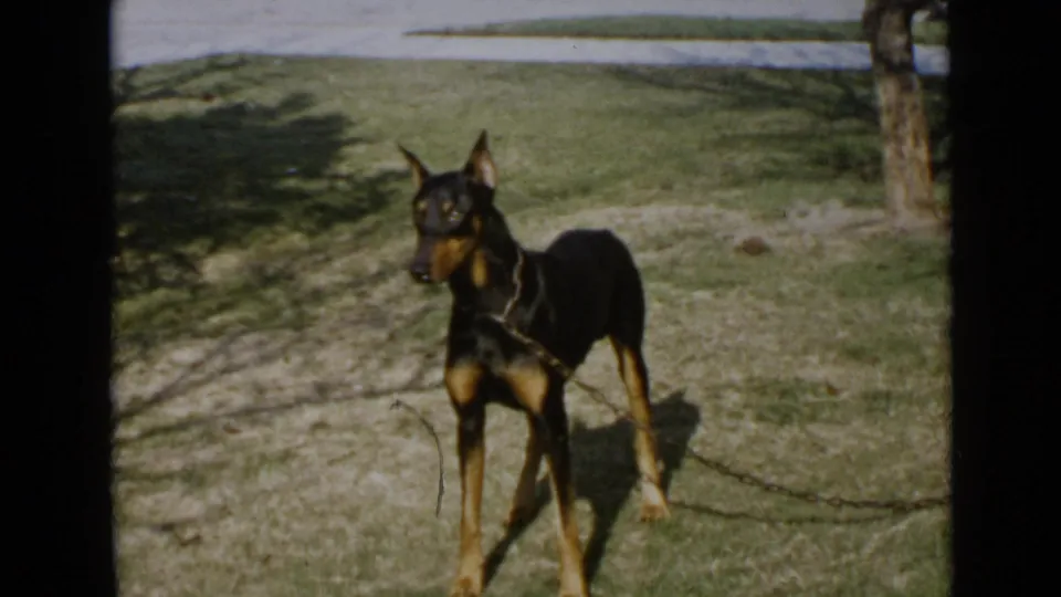 1949 San Diego frame of a leashed Doberman facing slightly left in a sunny grassy setting with tree shadows.