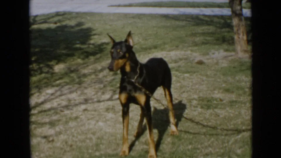1949 San Diego home-movie still showing the Doberman standing on patchy grass, ears raised, with dappled shade nearby.