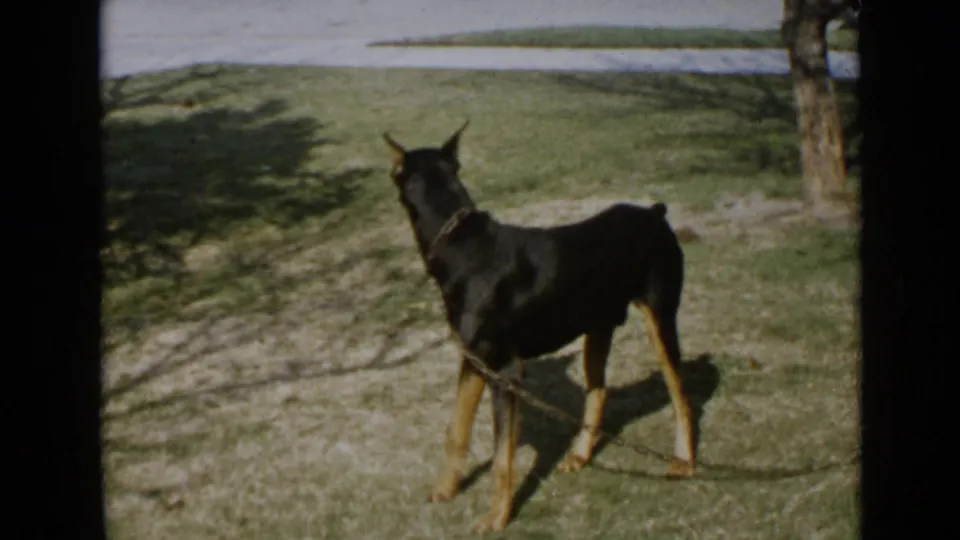 1949 San Diego frame showing the leashed Doberman turned partly away, with a tree trunk and bright lawn behind it.