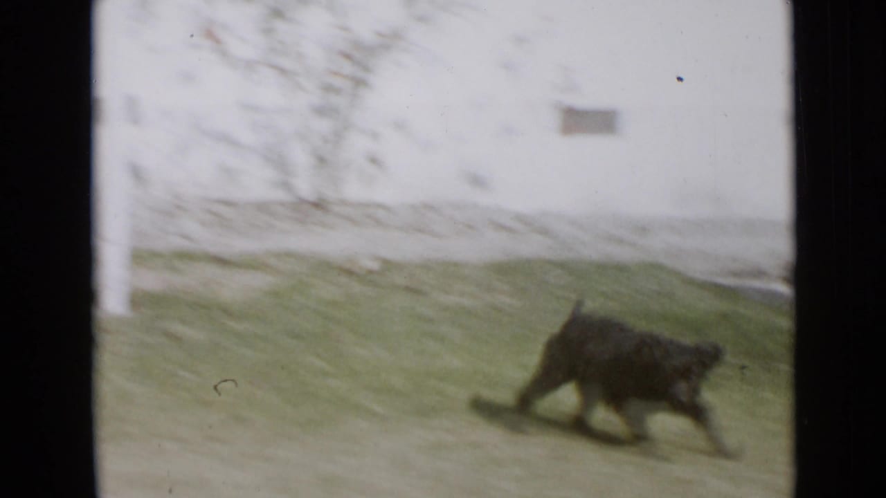 1949 San Diego home-movie frame showing a small black dog crossing a grassy yard in soft, bright 8mm color.