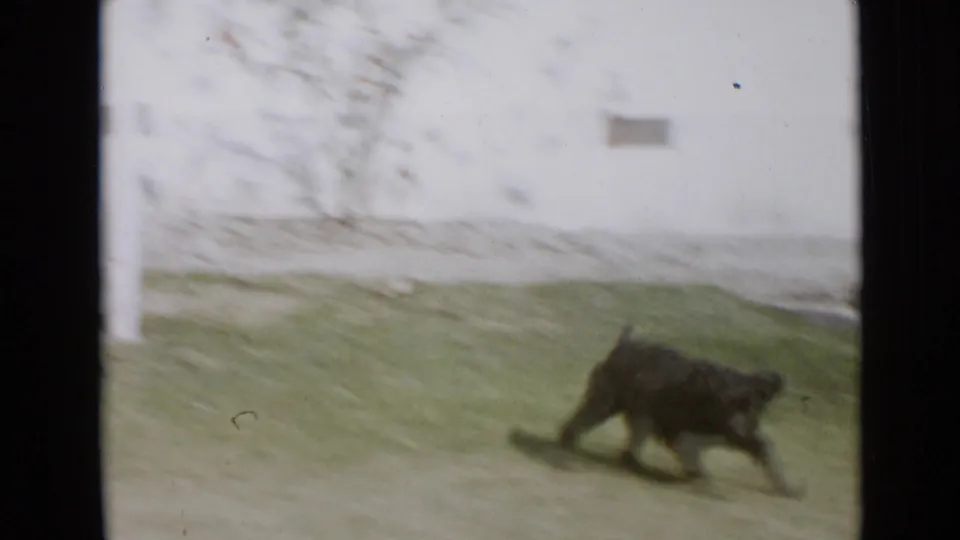 1949 San Diego home-movie frame showing a small black dog crossing a grassy yard in soft, bright 8mm color.