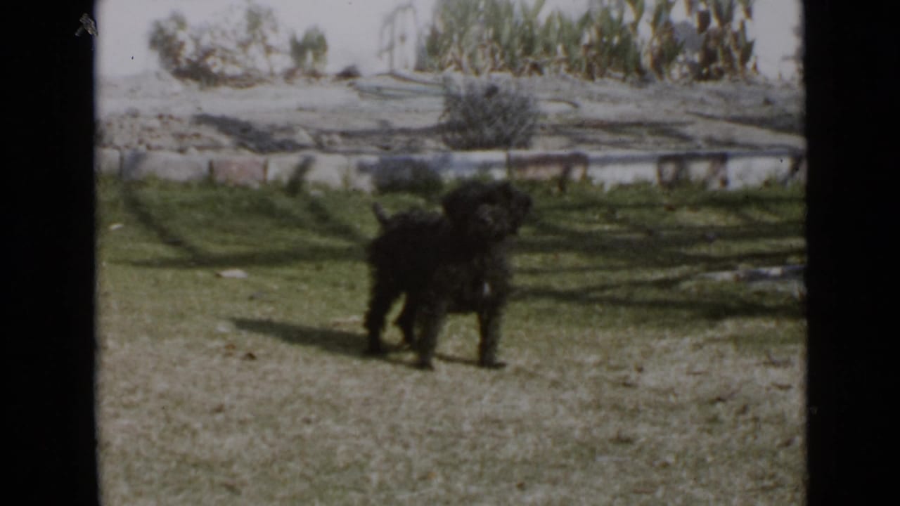 1949 San Diego home-movie frame with a larger dark dog standing in a grassy yard near trees and distant water or light-toned ground.