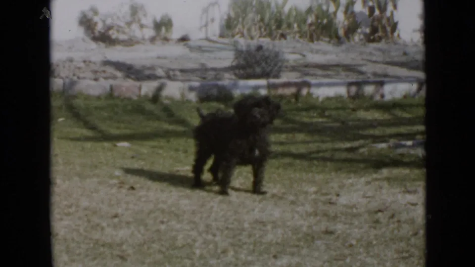 1949 San Diego home-movie frame with a larger dark dog standing in a grassy yard near trees and distant water or light-toned ground.
