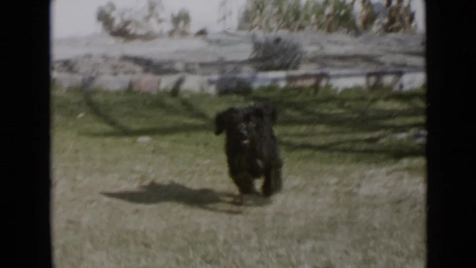1949 San Diego home-movie frame showing a small dark dog moving toward the camera across a sunlit grassy yard.