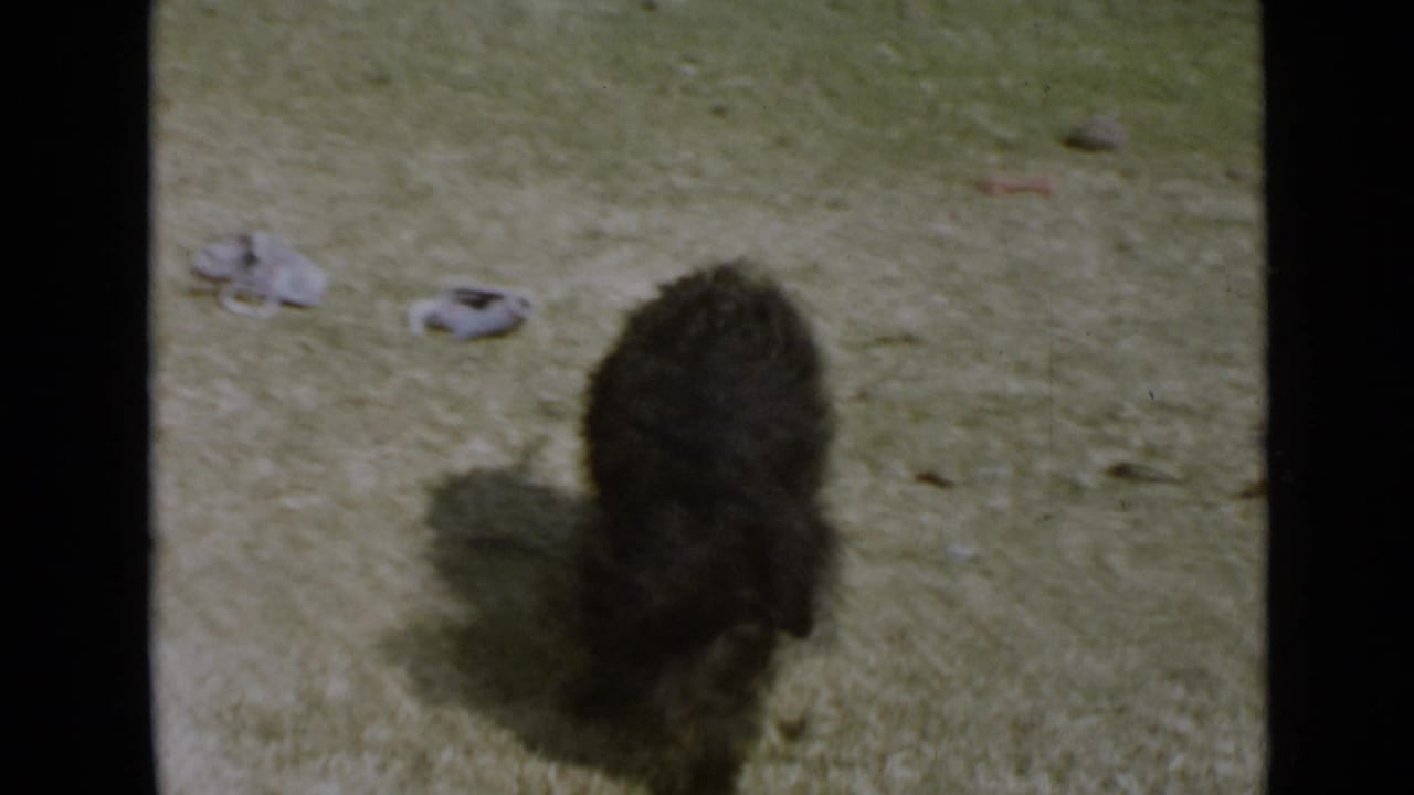 Small black dog sniffing the grass in a San Diego backyard in 1949 home-movie footage.
