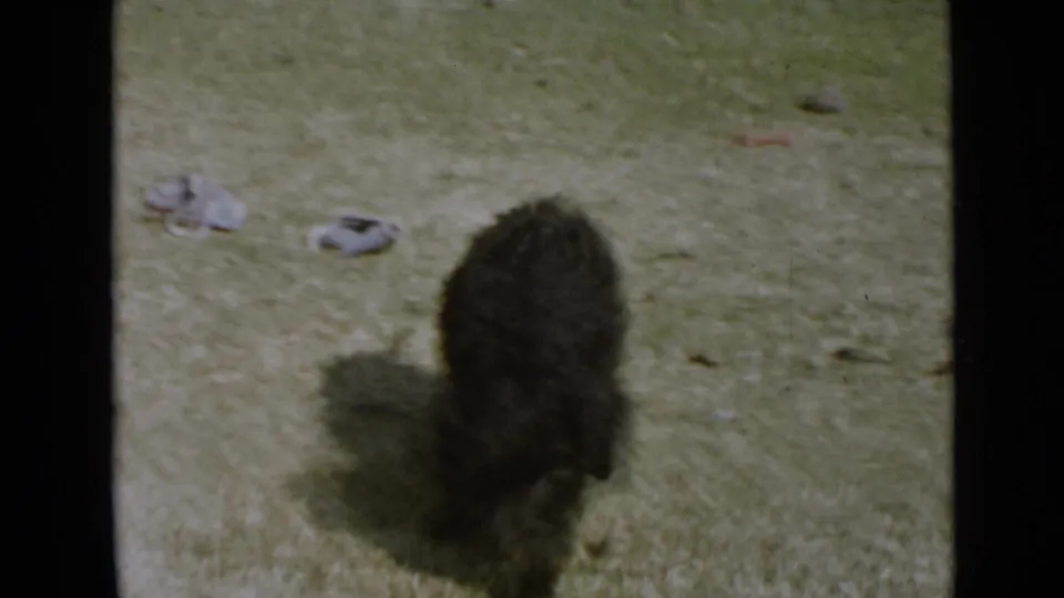 Small black dog sniffing the grass in a San Diego backyard in 1949 home-movie footage.