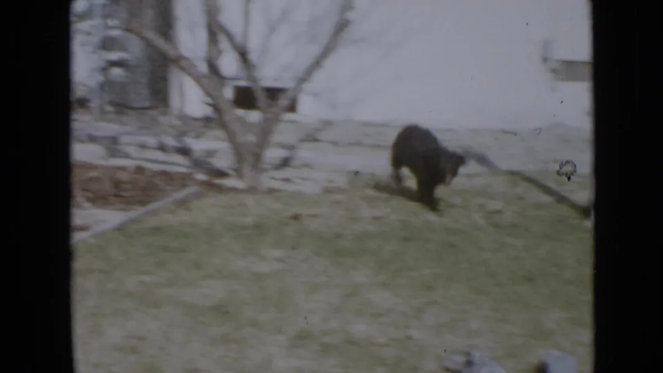 Small black dog crosses a grassy residential yard with a pale wall and bare tree visible behind it.