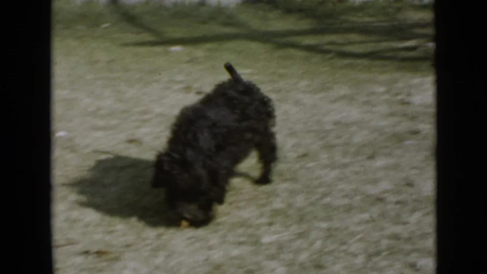 Small black dog sniffs the lawn in a sunlit San Diego backyard, with its shadow visible on the grass.