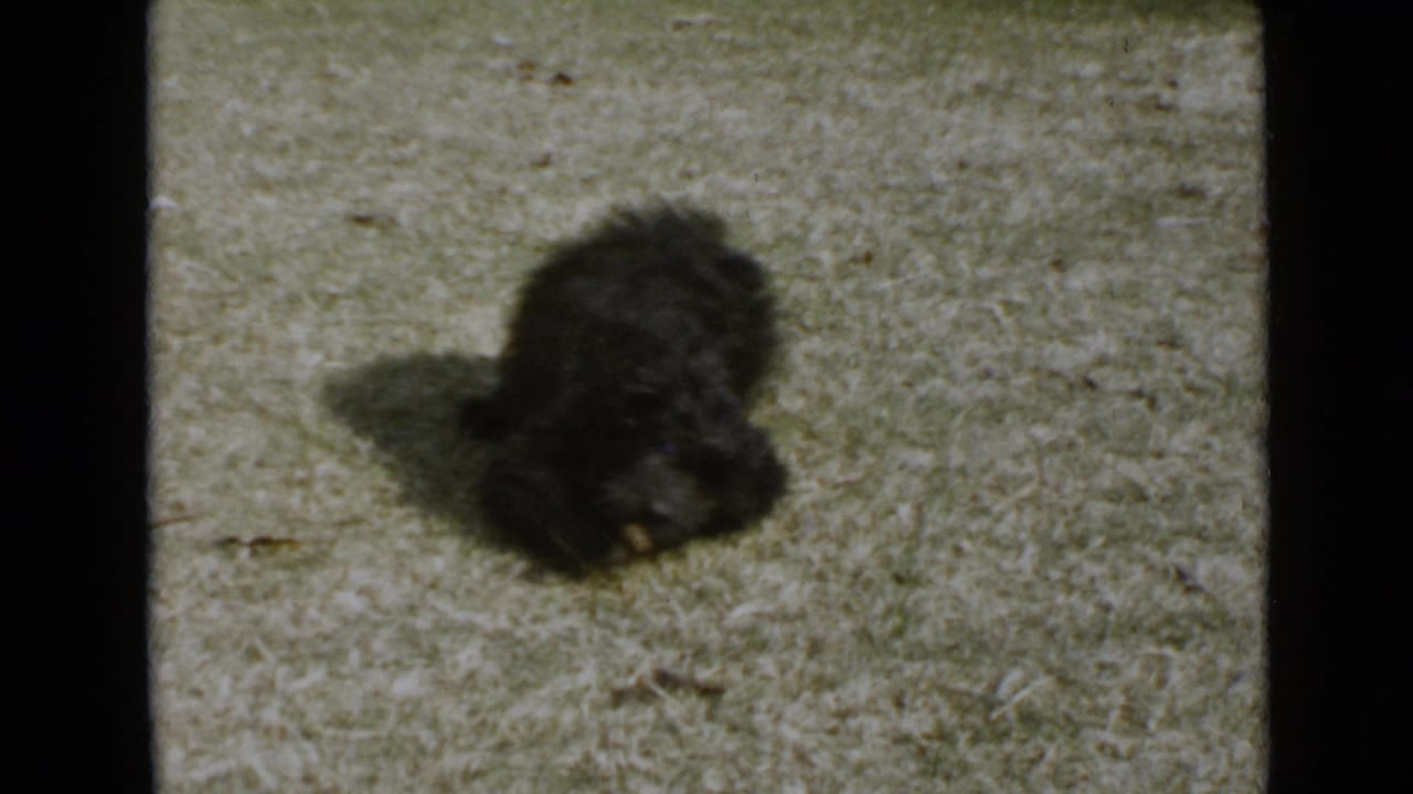 In 1949 San Diego home-movie footage, a small curly black dog lies low on a bright grassy yard while casting a strong shadow.