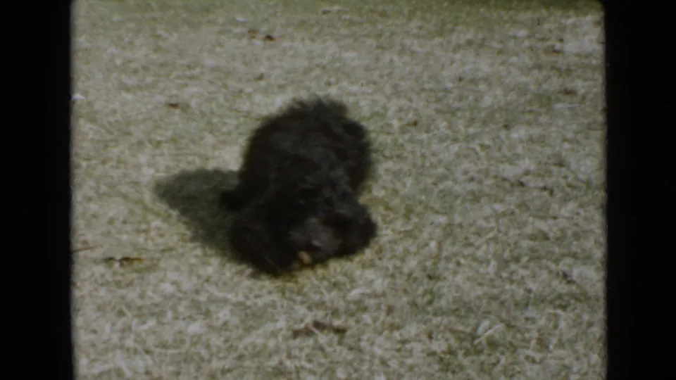 In 1949 San Diego home-movie footage, a small curly black dog lies low on a bright grassy yard while casting a strong shadow.
