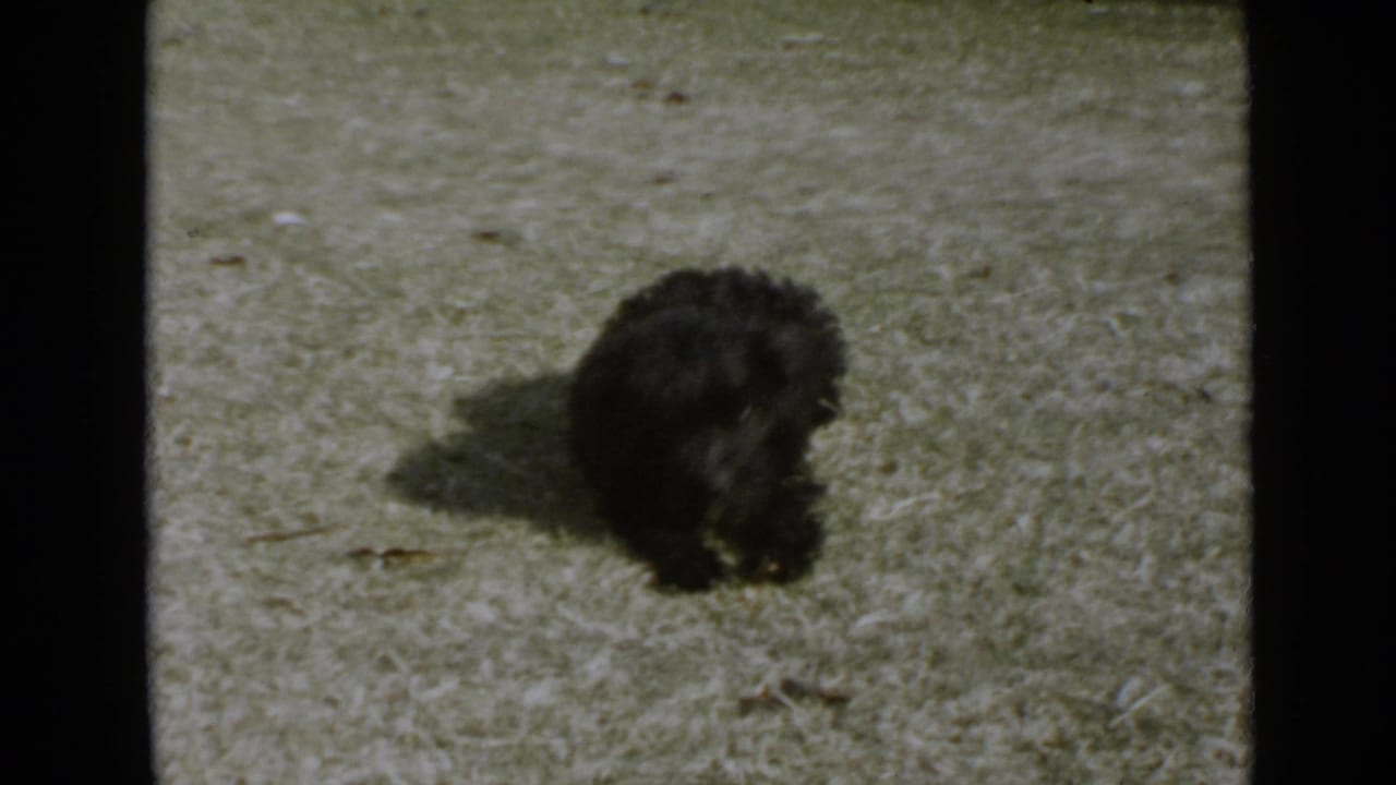 The small black dog appears low to the lawn in the 1949 San Diego yard scene, with bright light and a clear side shadow.