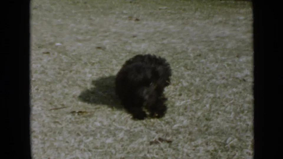 The small black dog appears low to the lawn in the 1949 San Diego yard scene, with bright light and a clear side shadow.