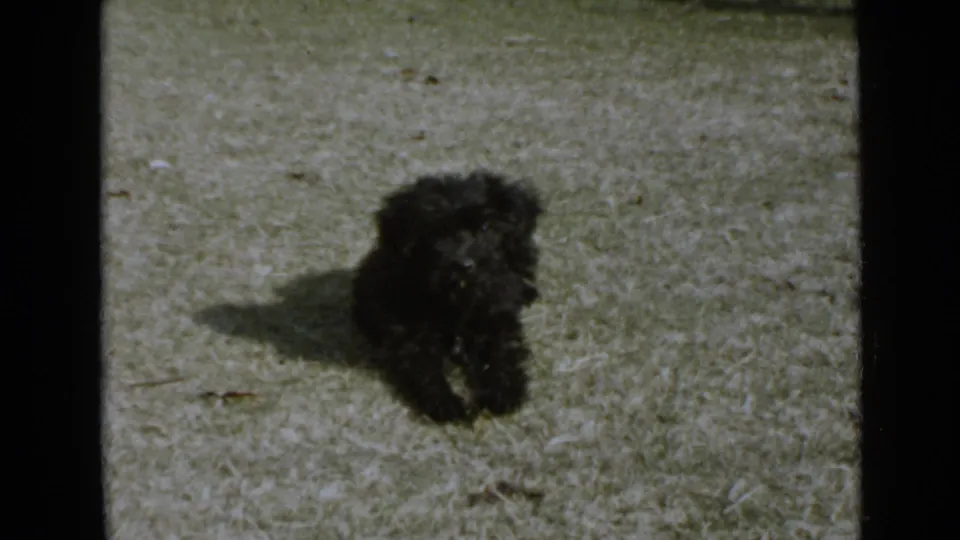 A small curly black dog is seen on a sunlit San Diego lawn, facing near the camera as the 8mm frame shows grain and muted color.