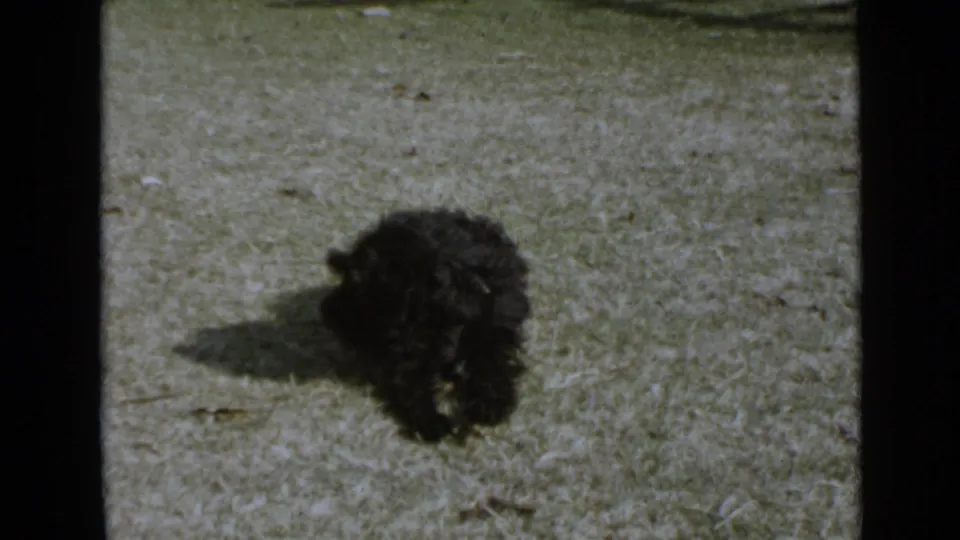 The 1949 San Diego home-movie frame shows the small black dog turned on the lawn, its dark fur blending into the strong daylight contrast.