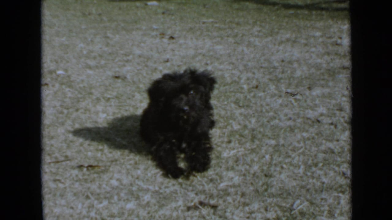 Small black furry puppy facing the camera on a sunlit lawn in 1949 San Diego home-movie footage.