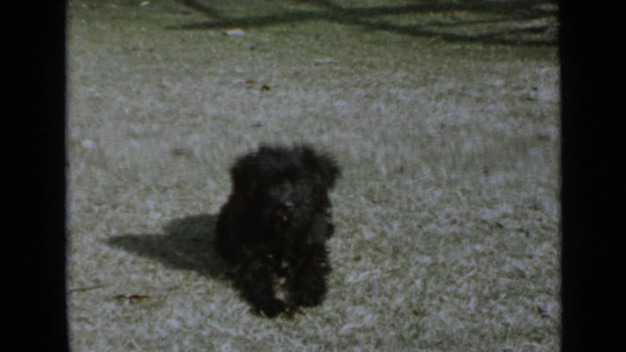 Black puppy centered on grass, with strong sunlight and a long shadow.
