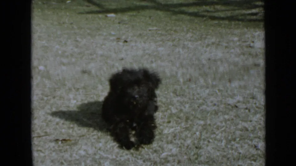Black furry puppy remains on a bright lawn, its shadow stretching across the grass in the 1949 home-movie frame.