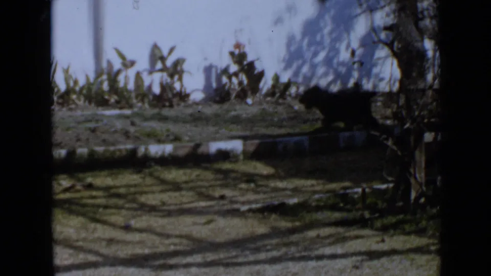 Black puppy moves through a backyard with a garden bed, low wall, plants and tree shadows in 1949 San Diego footage.