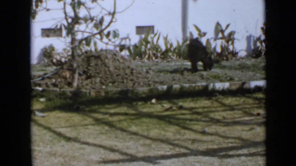 Black puppy stands near plants and a white wall in a sunlit San Diego backyard, with visible 8mm grain and frame borders.