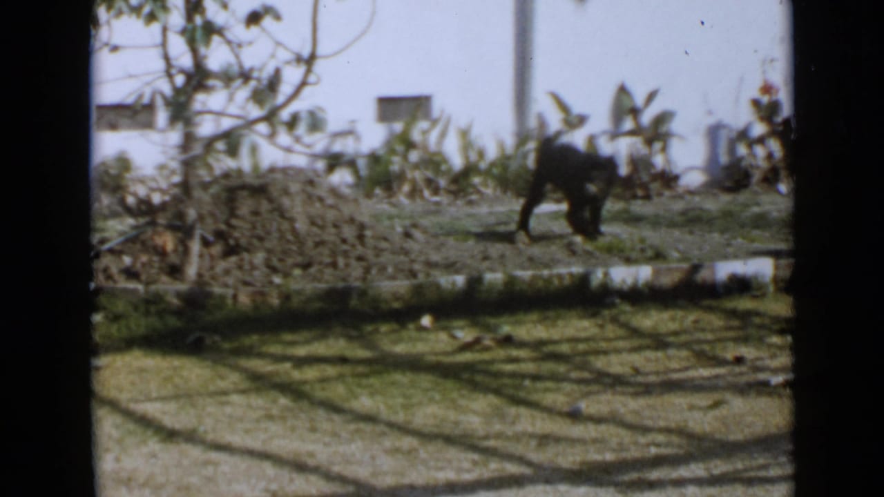 Black shaggy dog crosses a grassy yard near shrubs and a white wall.