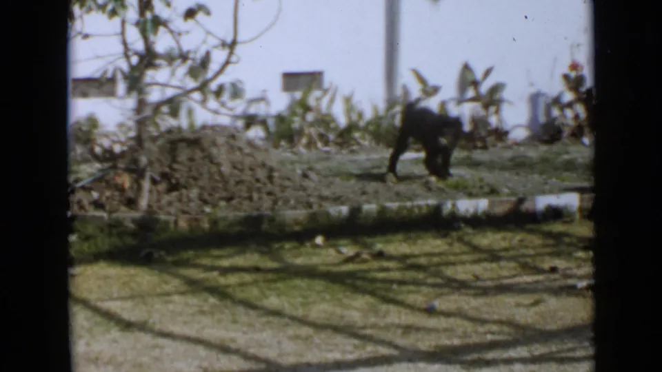 In 1949 San Diego home-movie footage, a black shaggy dog moves across a patchy yard with shrubs and a pale wall behind it.