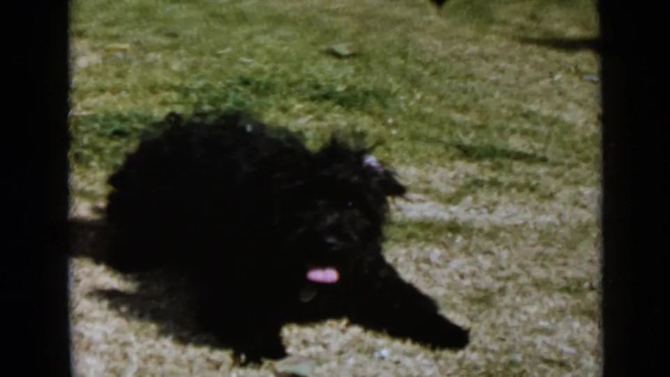 The black dog is low to the ground in the grassy yard, with its dark fur blending into shadow in the 8mm frame.