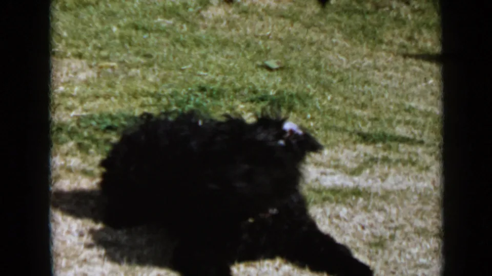 The black dog remains low in the patchy San Diego yard, surrounded by grass, bare spots, and the dark edge of the film frame.