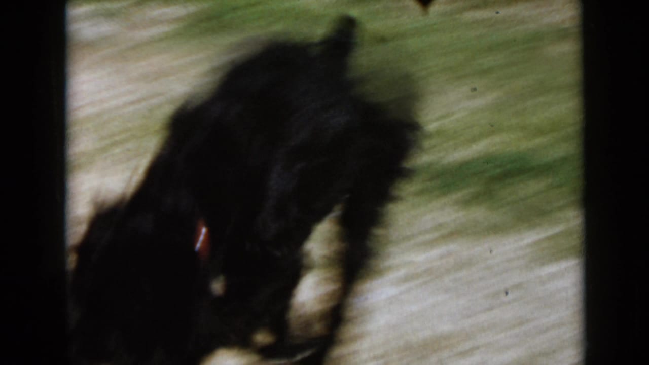 Black dog with a collar sniffing a sunlit path, seen in soft motion blur.