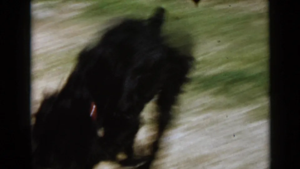 In 1949 San Diego home-movie footage, a black collar-wearing dog lowers its head to sniff a sunlit path.