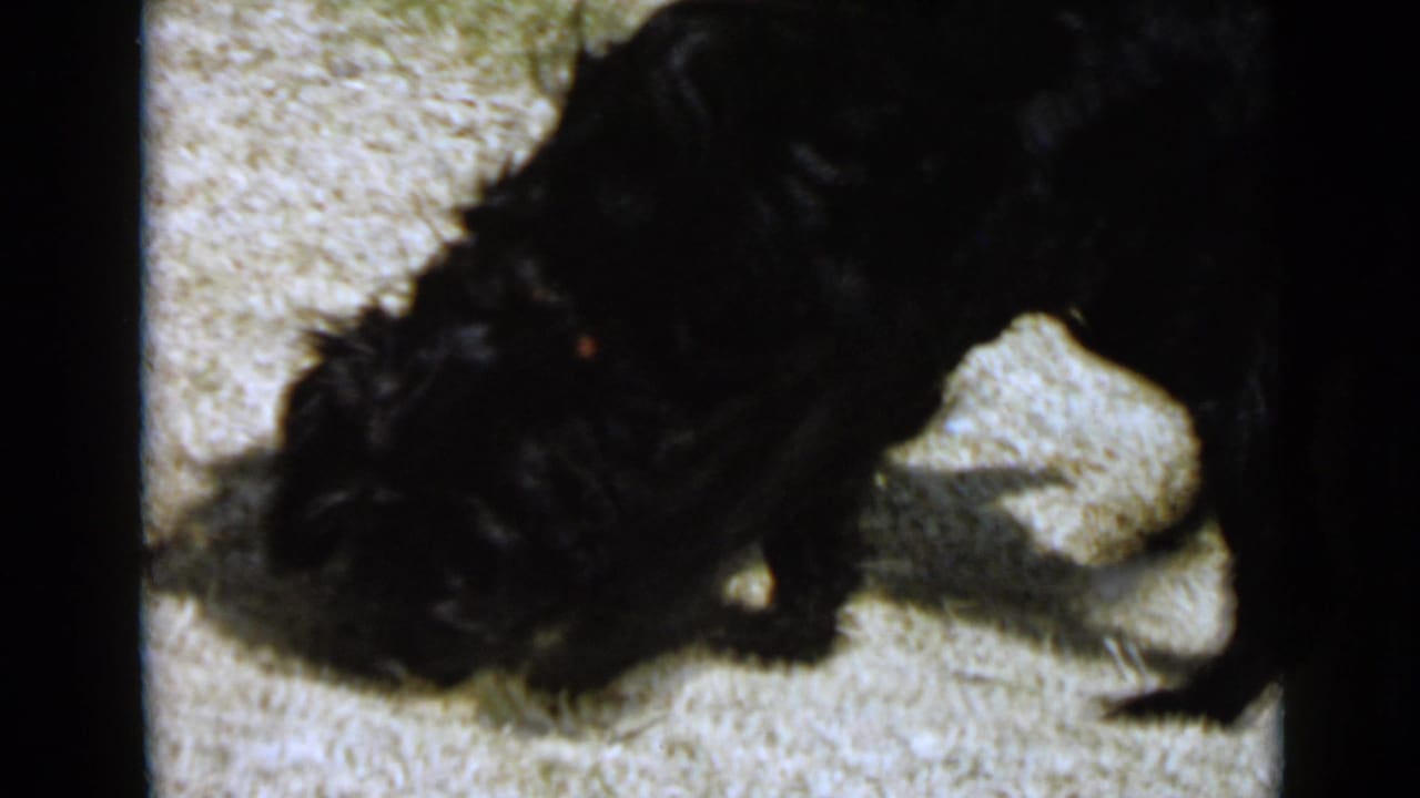 A black curly-haired dog with a collar sniffs pale gravel in the San Diego 1949 home-movie scene.
