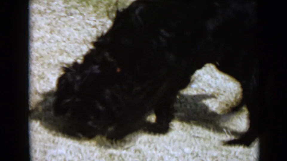 A black curly-haired dog with a collar sniffs pale gravel in the San Diego 1949 home-movie scene.