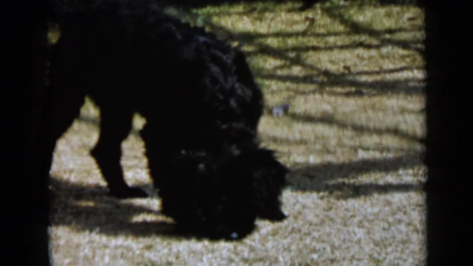 The black dog appears partly cropped at the edge as it sniffs near gravel and sparse grass in the 1949 San Diego footage.