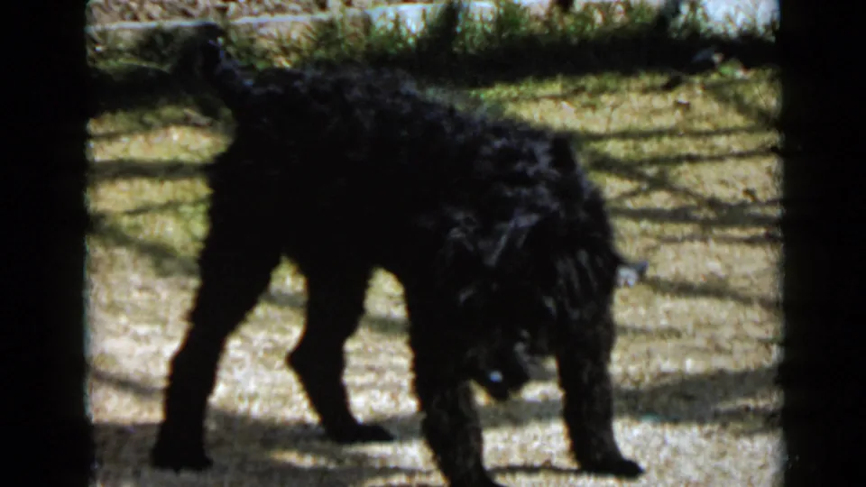 A black collar-wearing dog stands in profile with its head lowered over gravel and grass in the 1949 San Diego home movie.