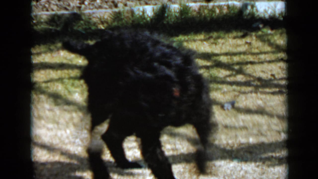 A black curly-coated dog with a red collar walks through a sunlit San Diego yard in 1949 home-movie footage.