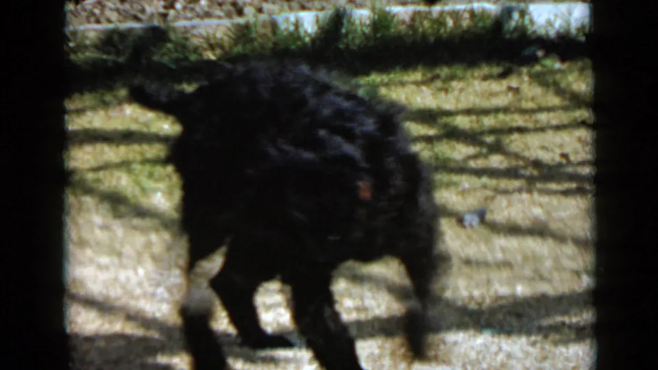 A black curly-coated dog with a red collar walks through a sunlit San Diego yard in 1949 home-movie footage.