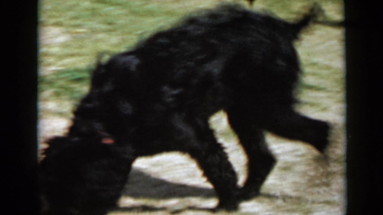 Black dog lowering its head near the ground in a sunny yard.