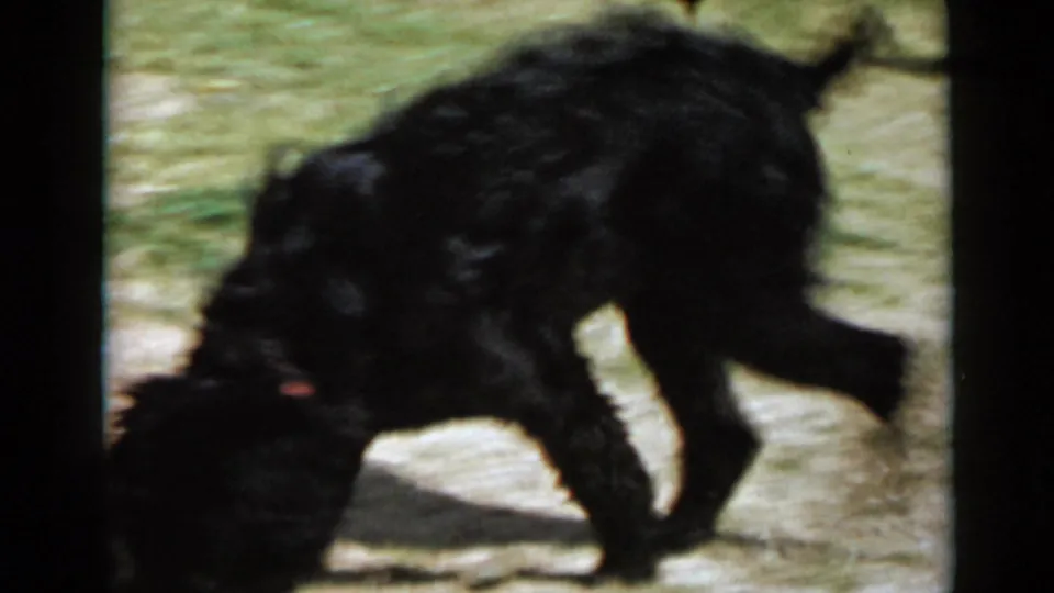 The red-collared black dog lowers its head as if sniffing the sandy grass in 1949 San Diego home-movie footage.