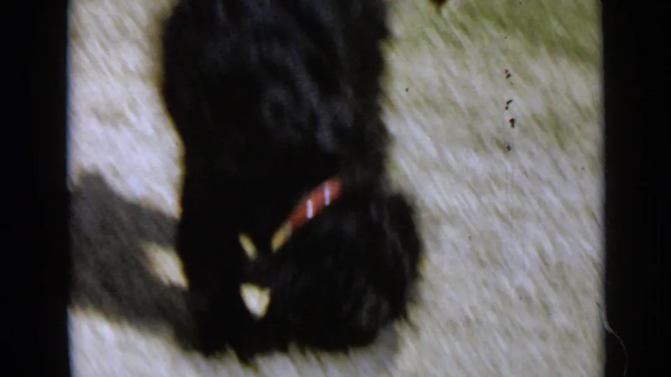 A closer 8mm frame shows the black curly-coated dog and red collar as it bends toward the sunlit ground.
