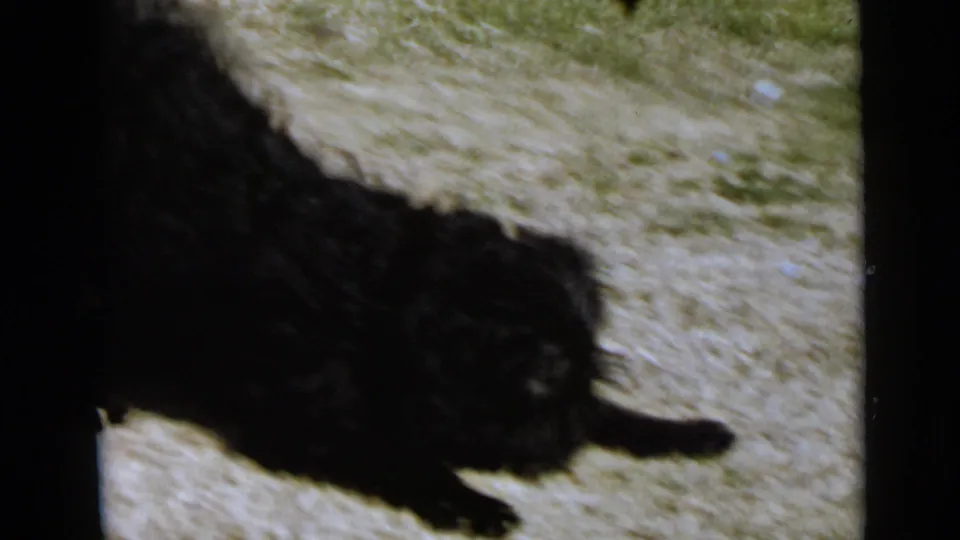 The black dog remains partly in frame near the lower edge, with sandy grass and dark scan borders around the 1949 home-movie image.