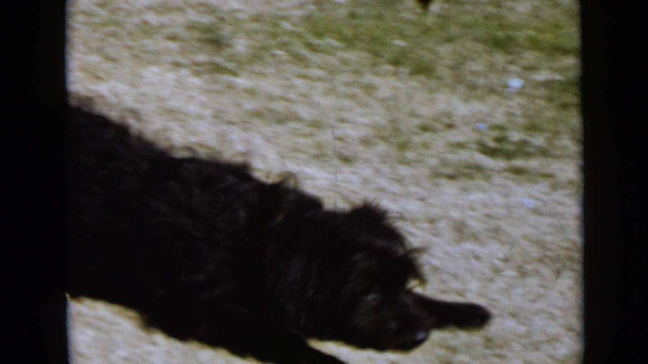 Black curly-haired dog moving across dry grass in strong sunlight.
