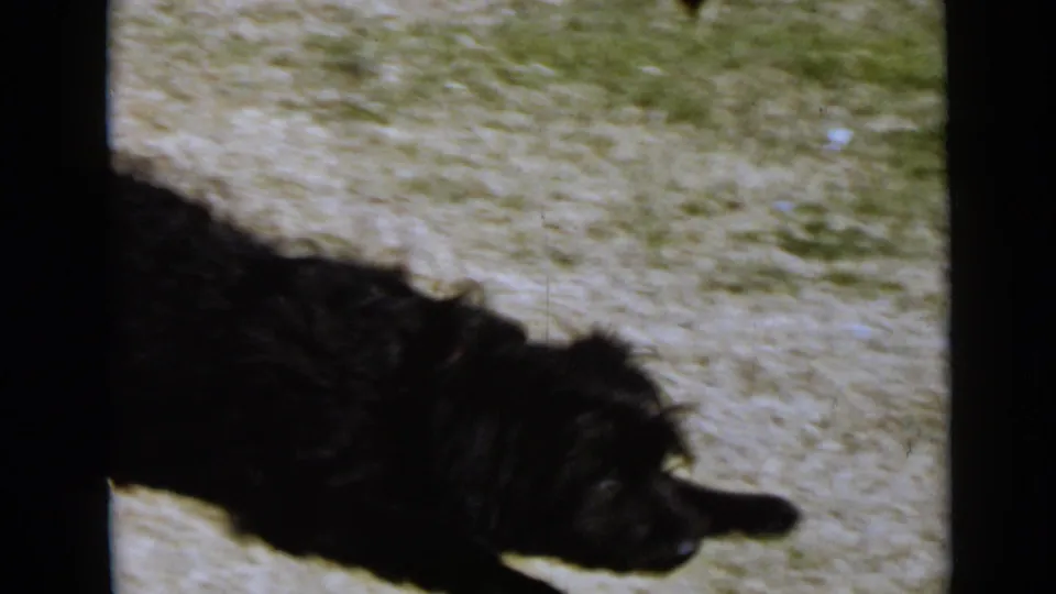 Black curly-haired dog in a sunlit grassy yard, seen in soft 8mm home-movie footage from the supplied 1949 San Diego clip.