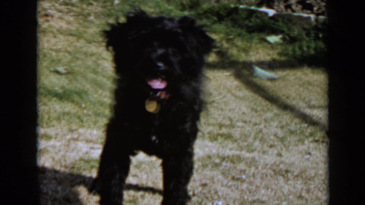 Black dog stands in a sunny yard with its tongue out and a round collar tag visible, matching the supplied 1949 San Diego home-movie metadata.