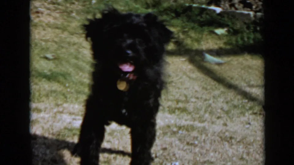 Black dog stands in a sunny yard with its tongue out and a round collar tag visible, matching the supplied 1949 San Diego home-movie metadata.