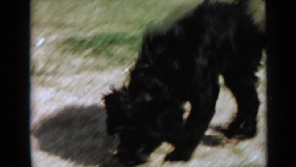 Black curly-haired dog lowers its head in a grassy yard, with motion blur and faded color typical of the 8mm home-movie scan.